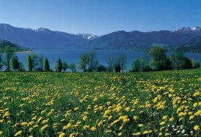 Bild 2 Tegernsee mit Blumenwiese
